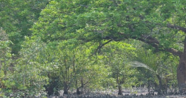 সুন্দরবনের নদী-খালের তীরে ম্যানগ্রোভ বনায়নের উদ্যোগ